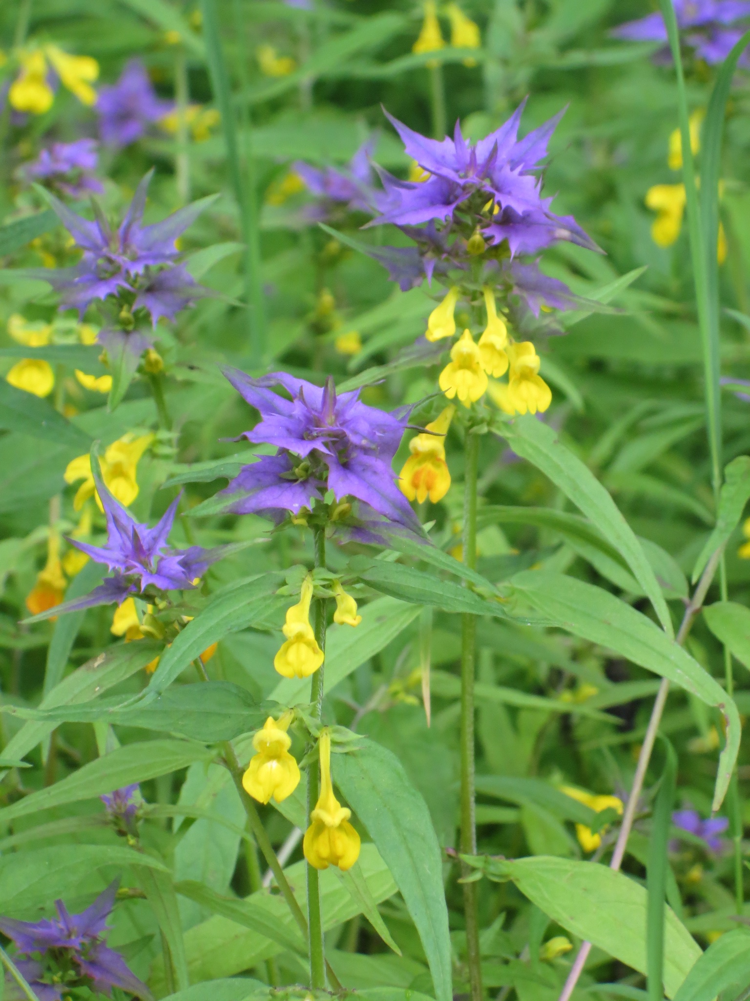 Onbekende bloem in Frankrijk