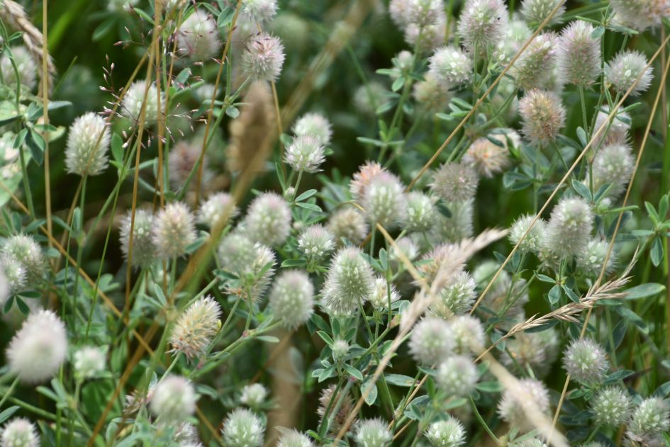 Zijn dit uitgebloeide wikke bloemetjes?