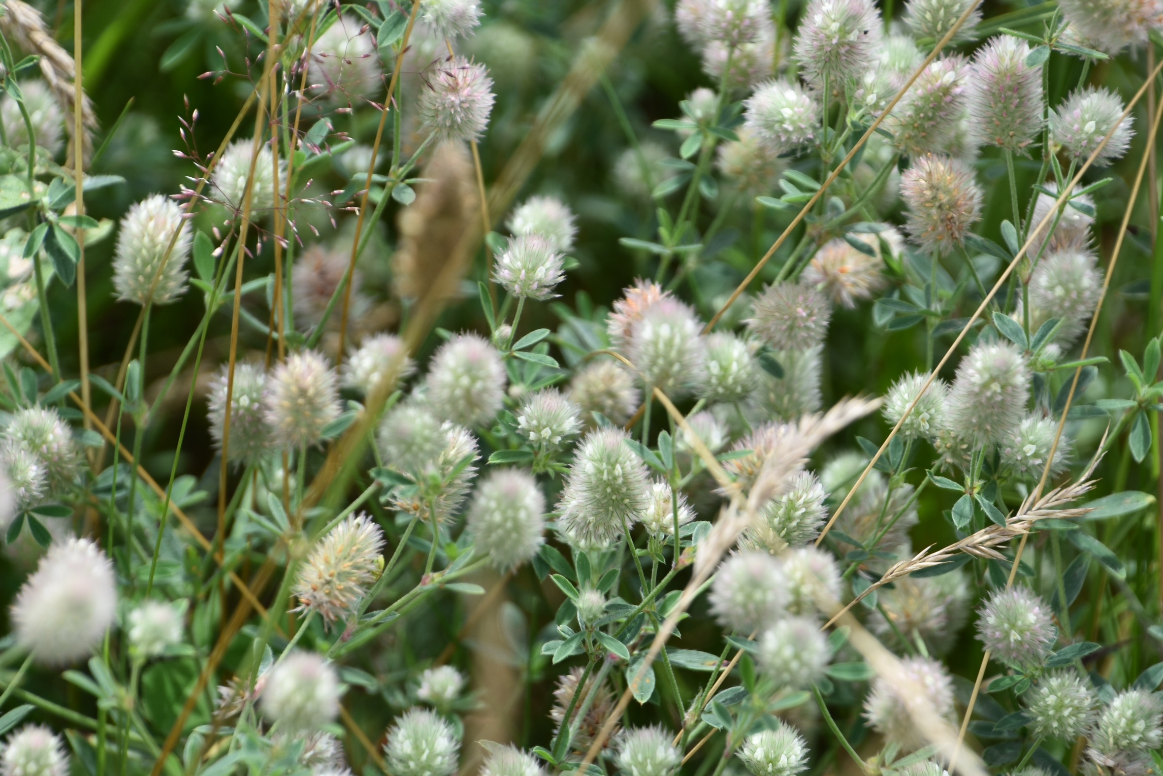 Zijn dit uitgebloeide wikke bloemetjes?