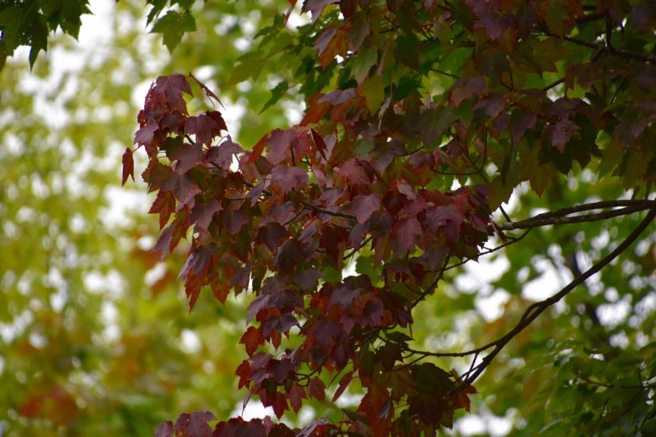 Is dit het blad van een Noorse esdoorn?