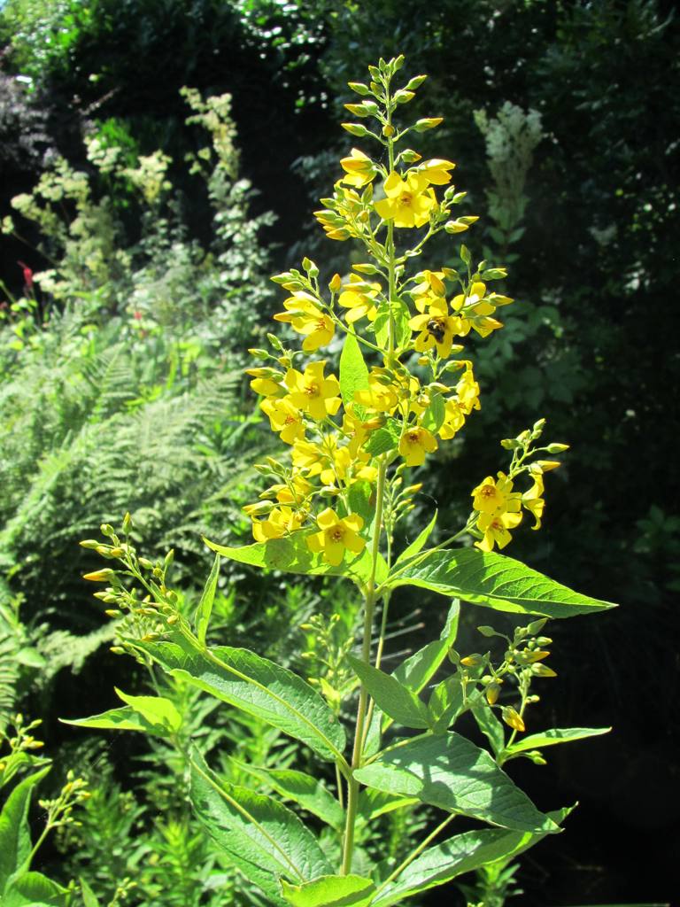 geel ,slank en beetje pluimachtig.