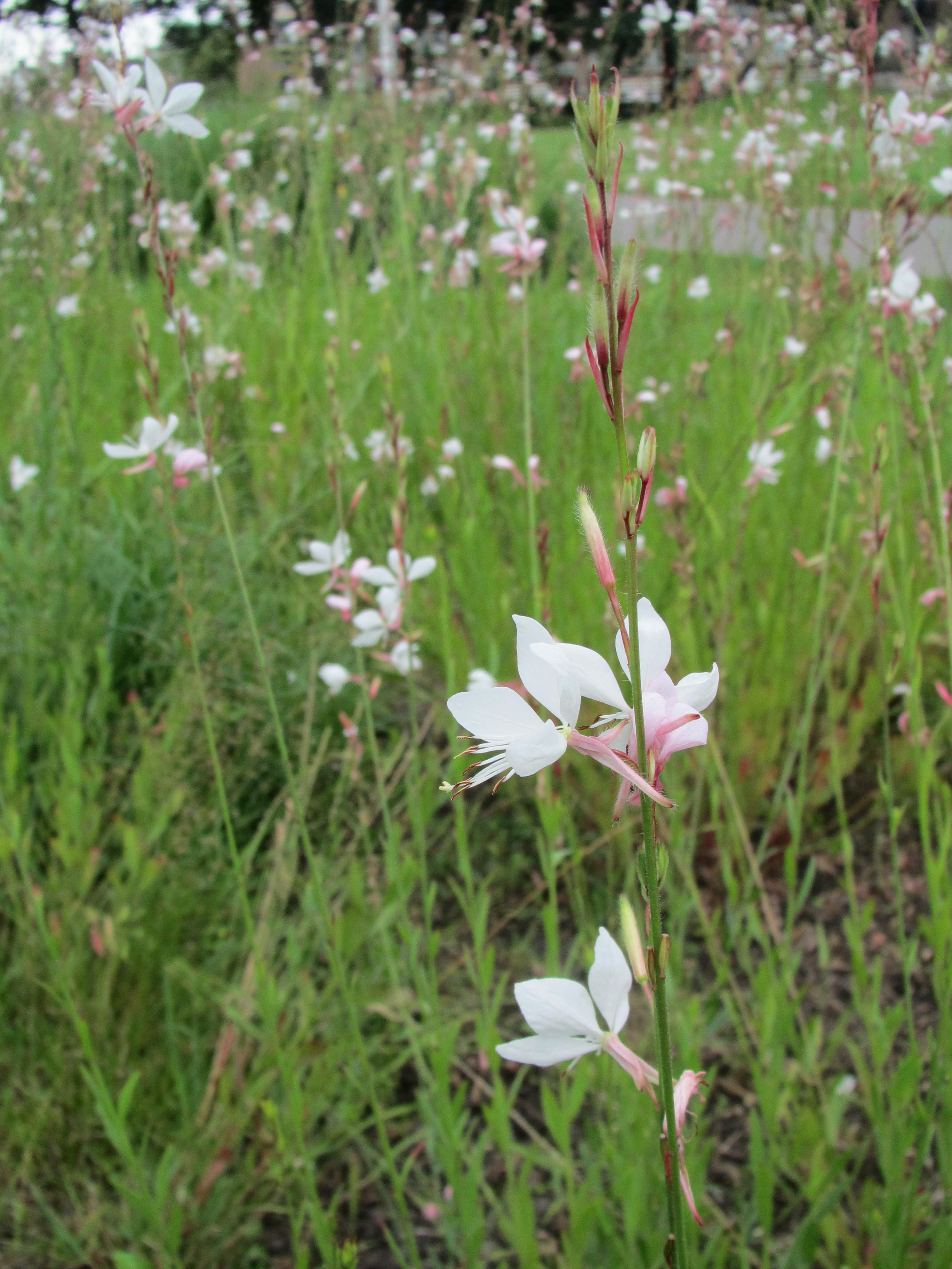 ijle witte  met rose bloemen op lange stelen