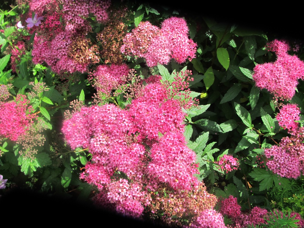 struikachtige  plant  paarse bloemen