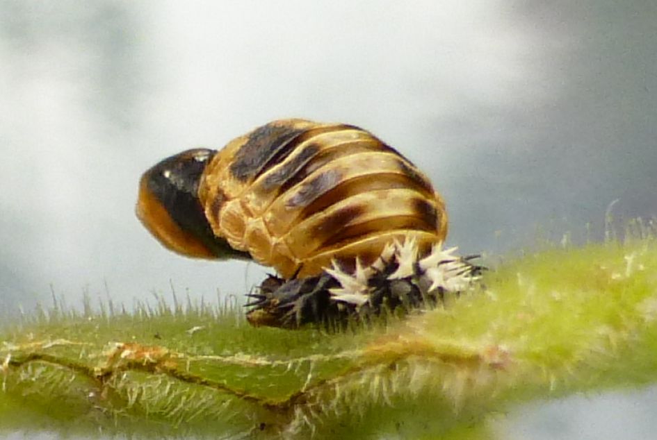 in de tuin gevonden "beestje