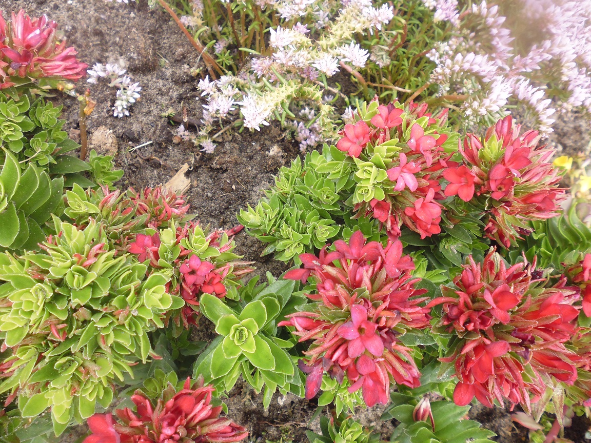 bodemplantje  rode bloemen, wat is het?