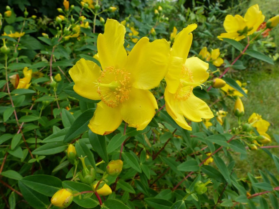 Wat is dit voor plant?