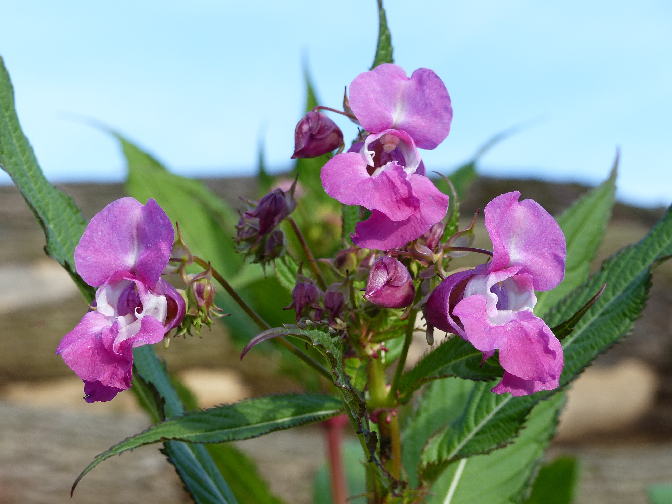 Wat is dit voor plantje?