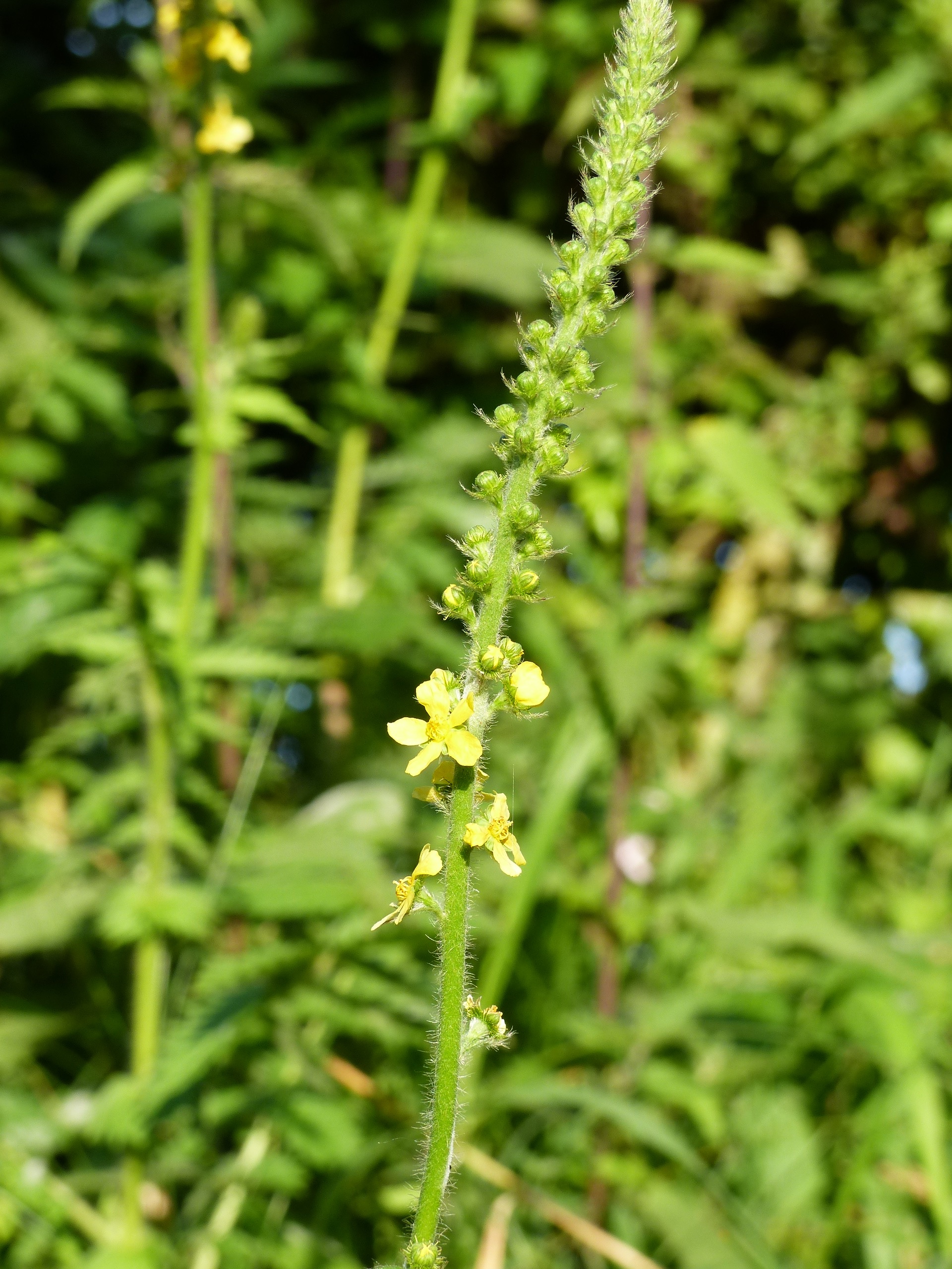 Wat is dit voor plantje?