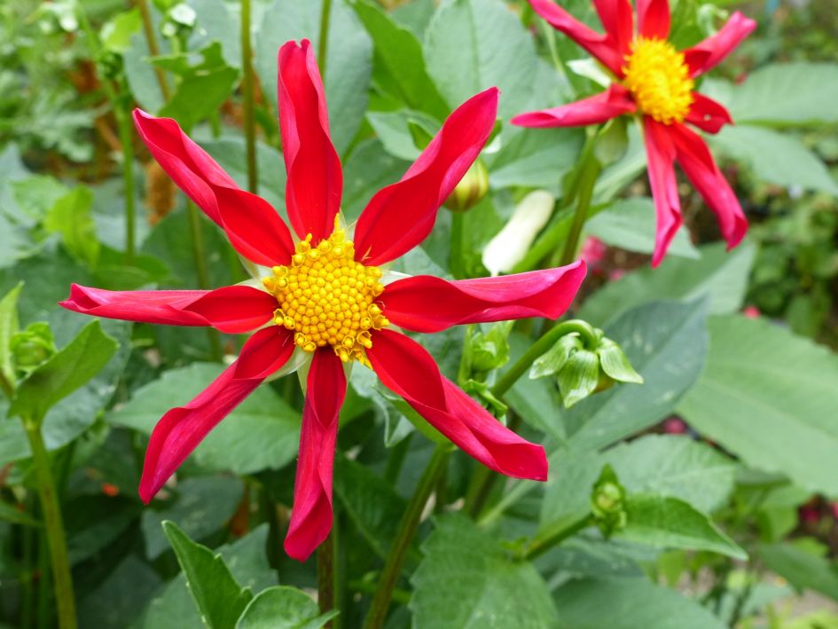 wat voor bloem is dit?