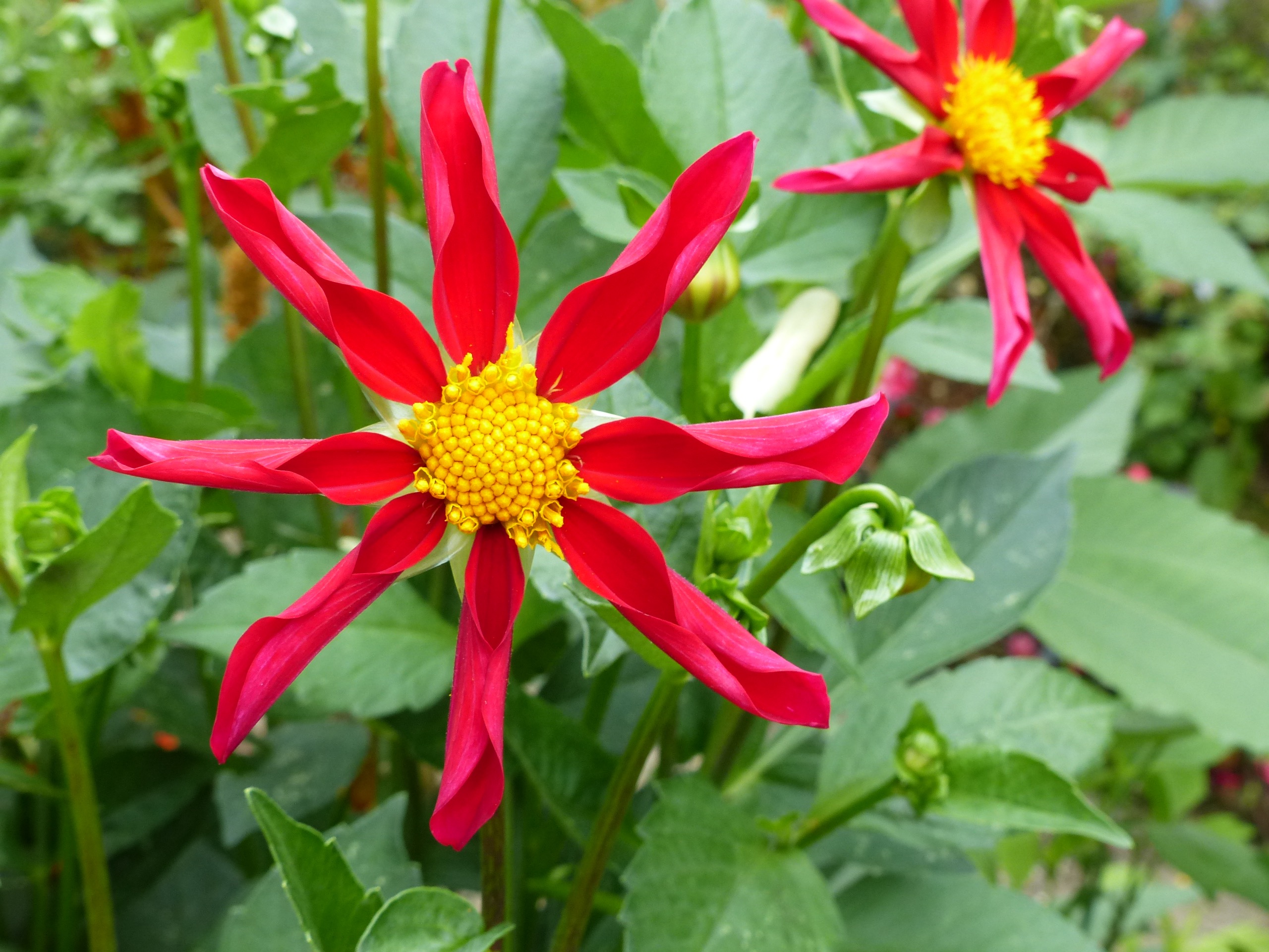 wat voor bloem is dit?