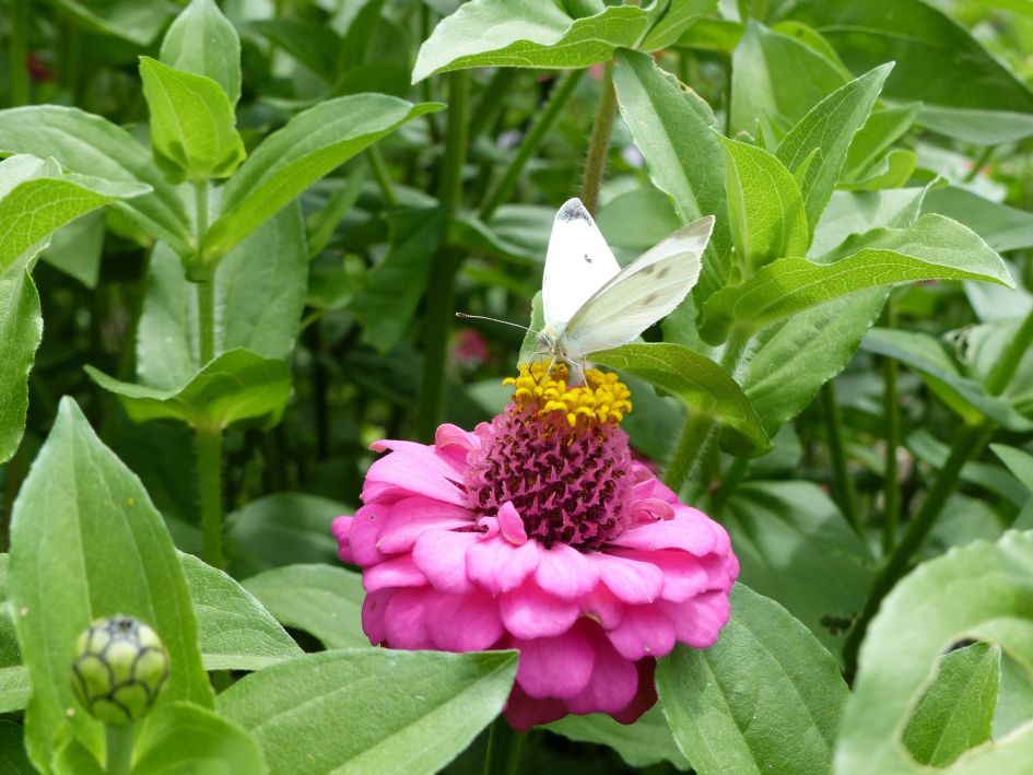 Wat is dit voor bloem?