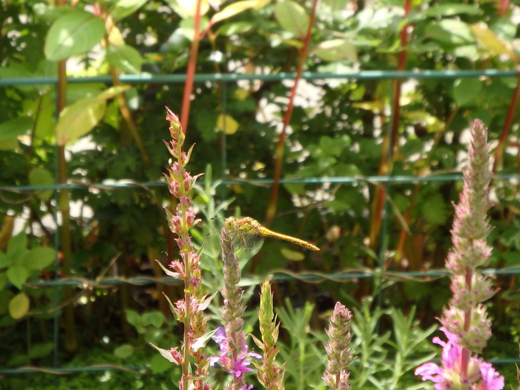 WELKE LIBELLEN ZIJN DIT