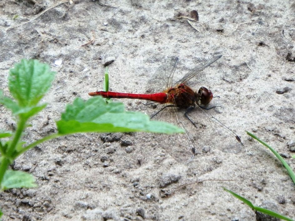 WELKE LIBELLEN ZIJN DIT