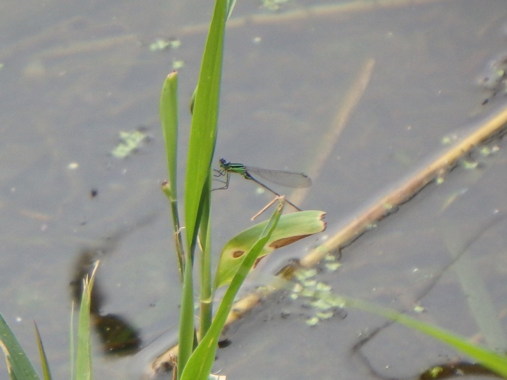WELKE LIBELLEN ZIJN DIT