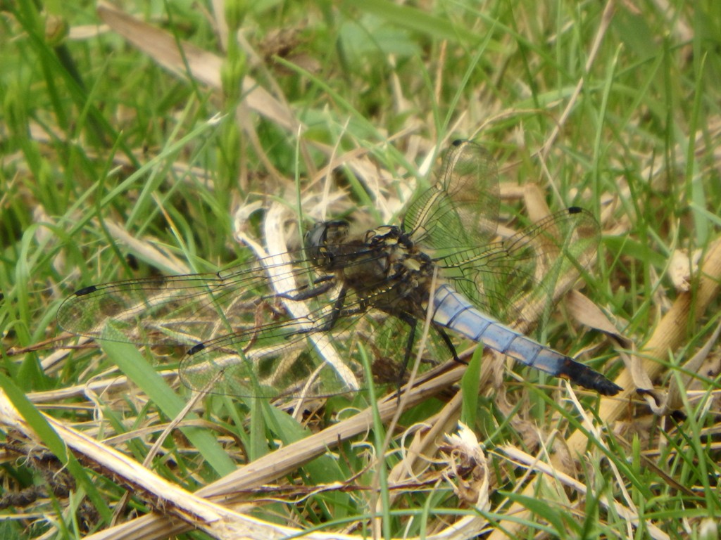 WELKE LIBELLEN ZIJN DIT