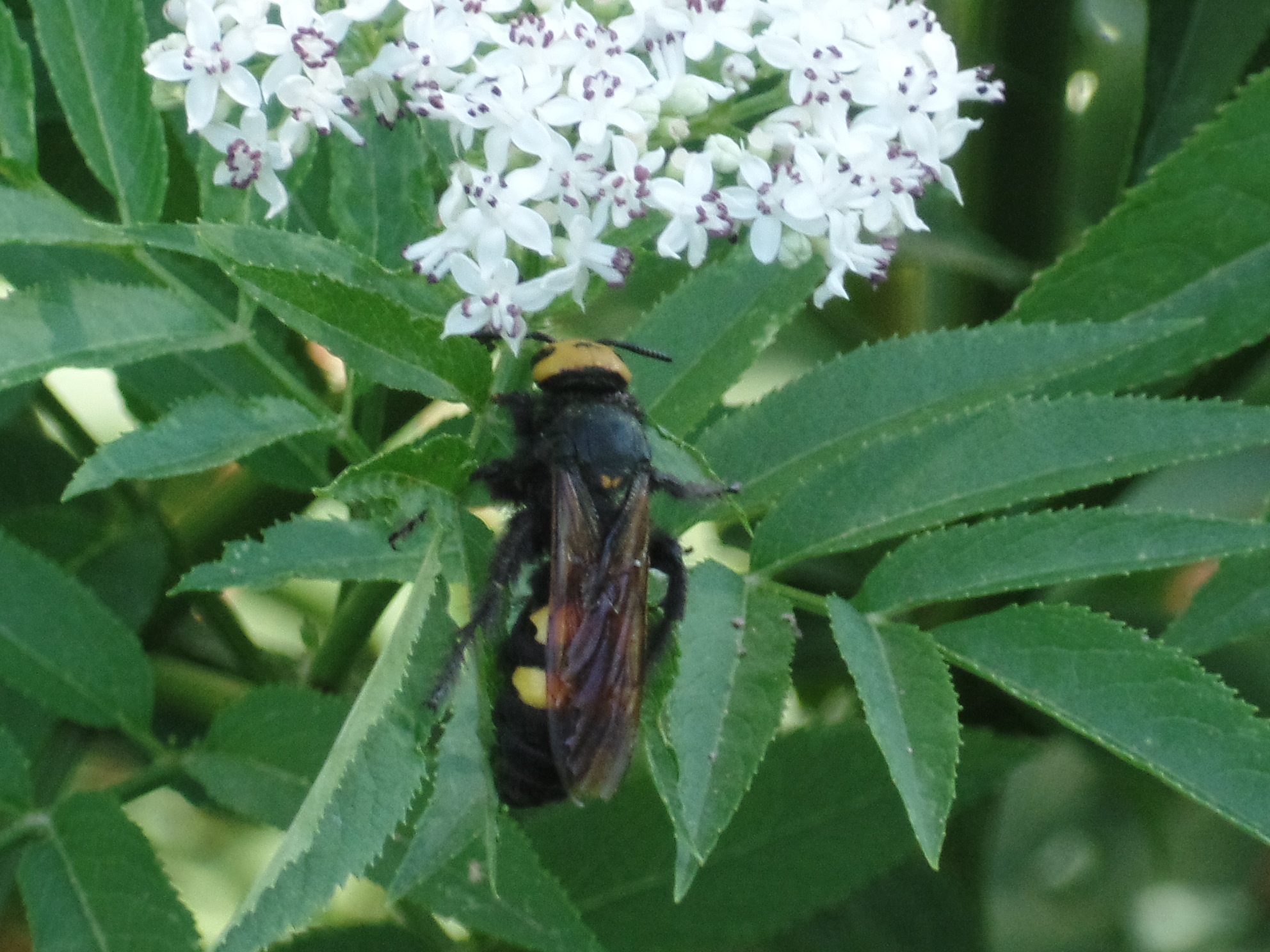 Wesp of wespvlinder of..?