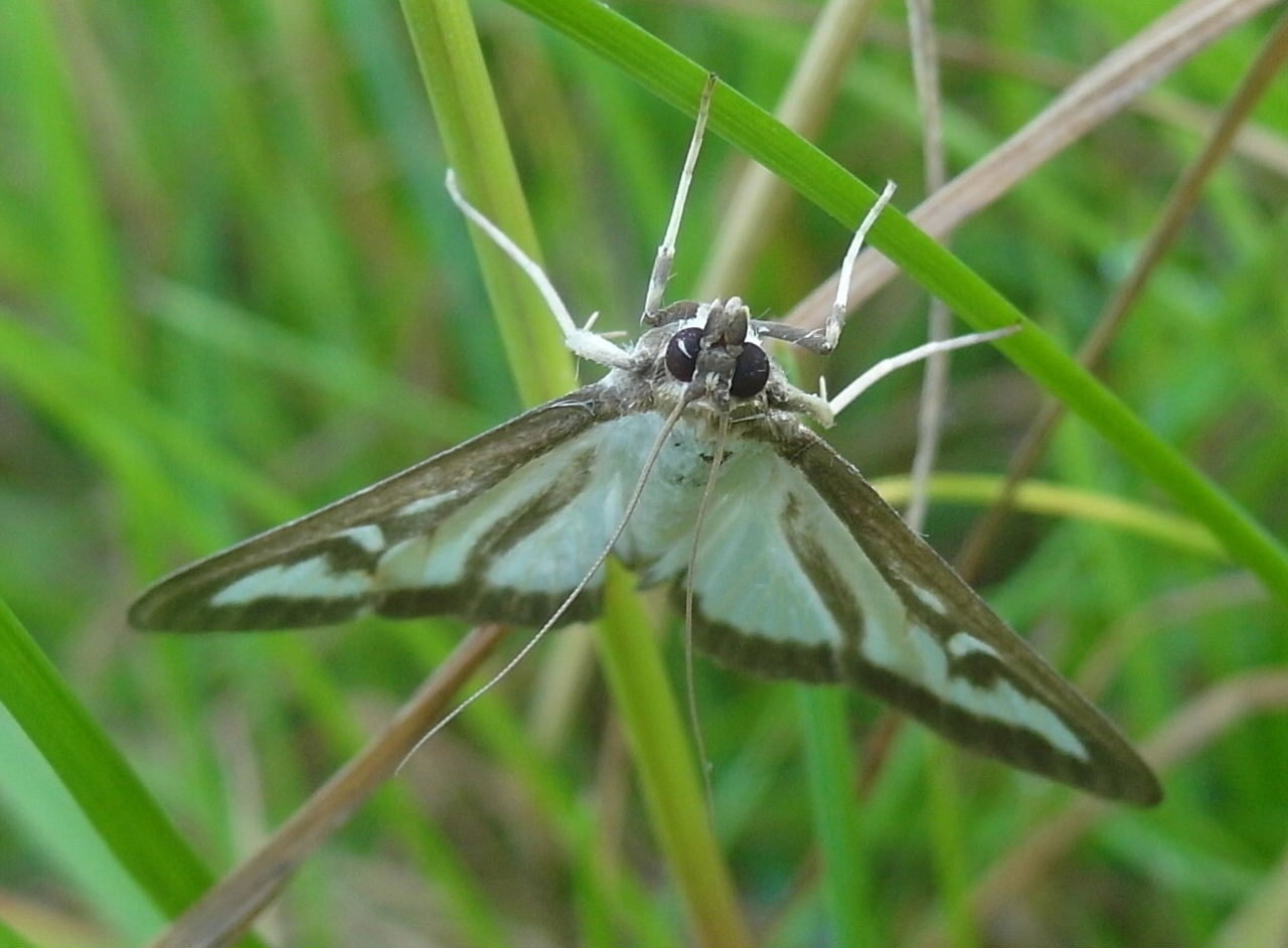 Welke vlinder zat er in het gras