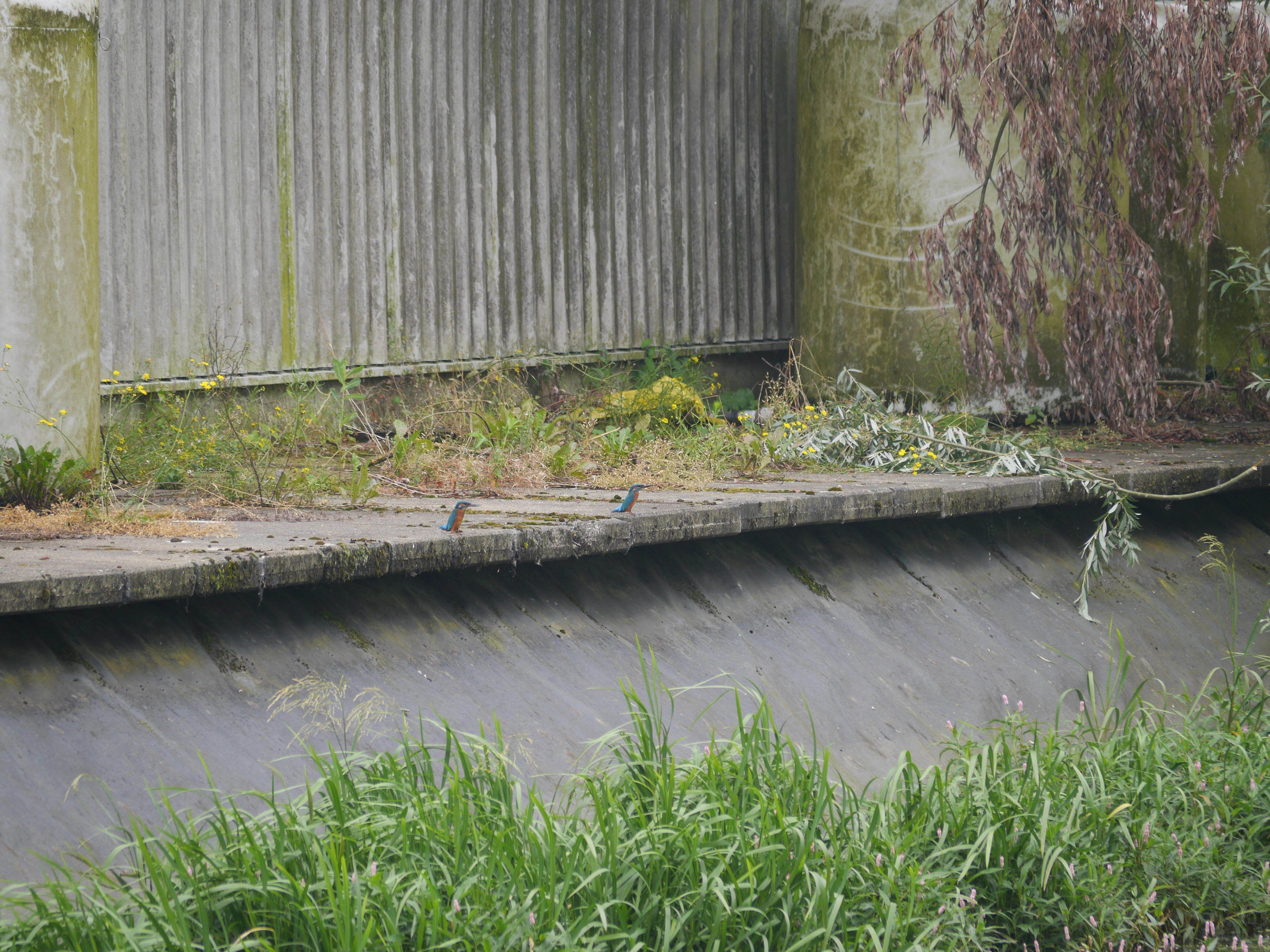 Is dit mannetje en vrouwtje