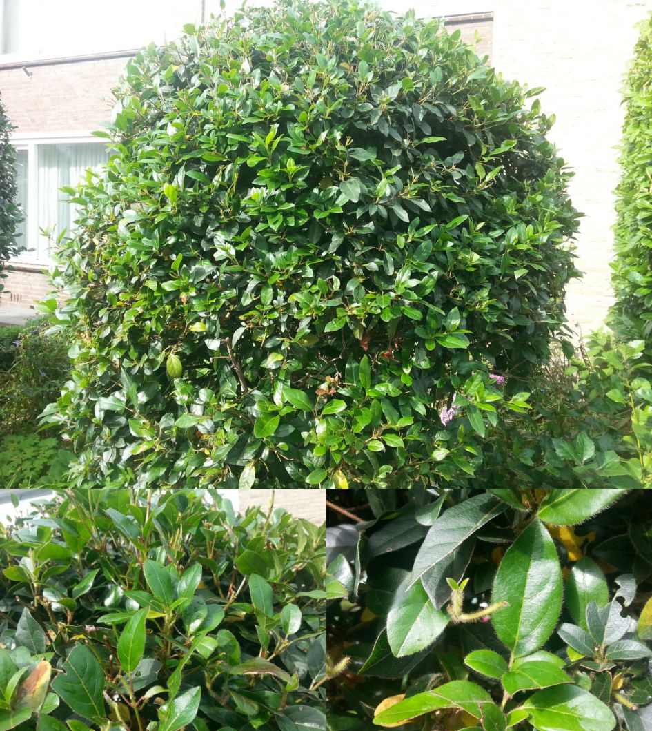 Wat is dit voor struik?