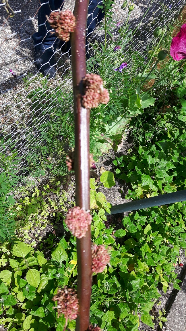 vergroeing op braamstengel