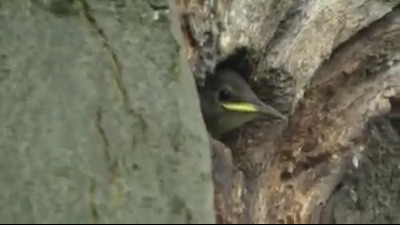 Wat is dit voor vogel?