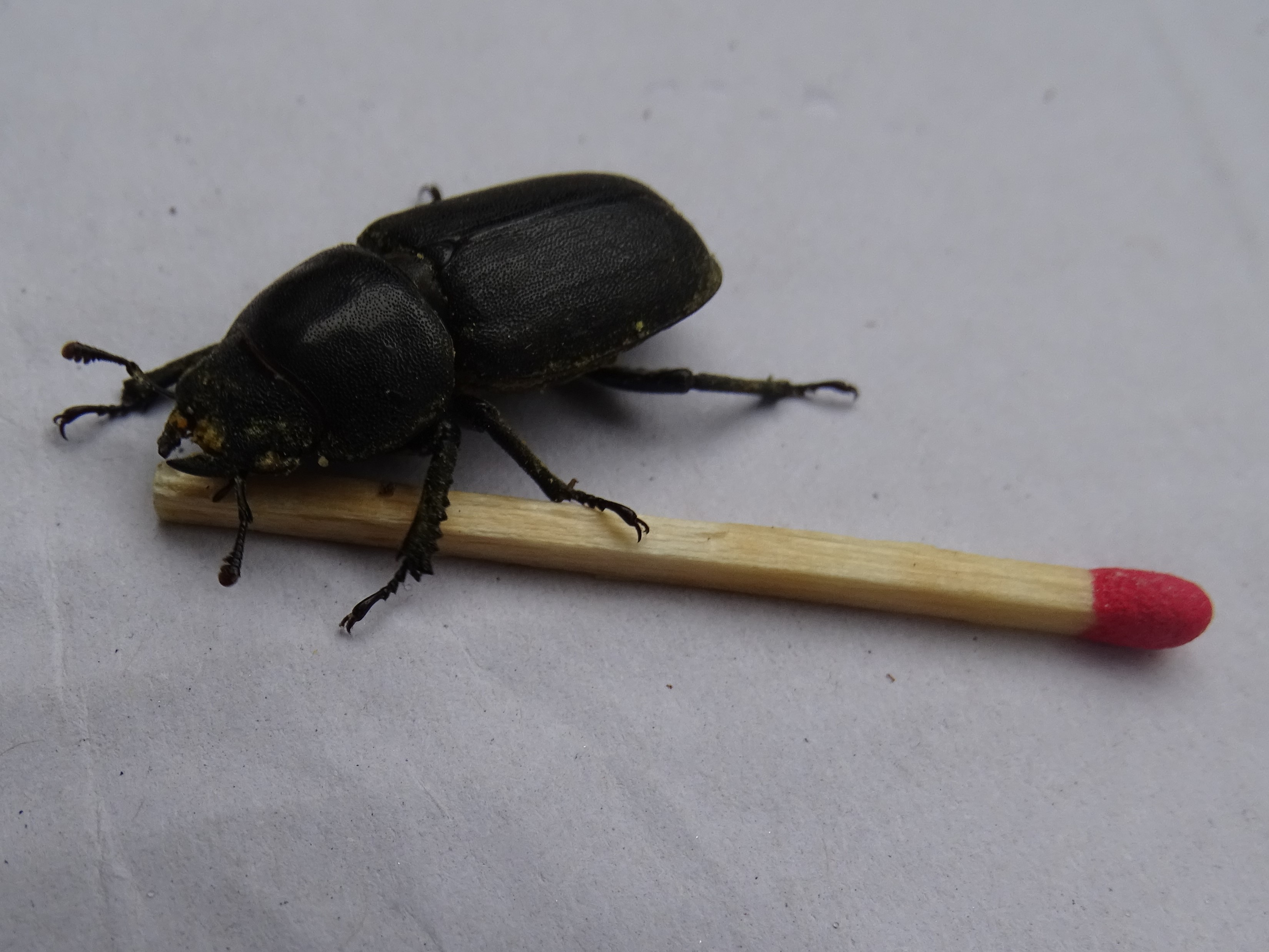 Wat is de naam van deze kever