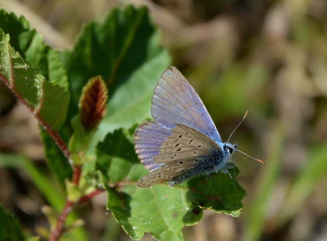 Welk Blauwtje is dit ?