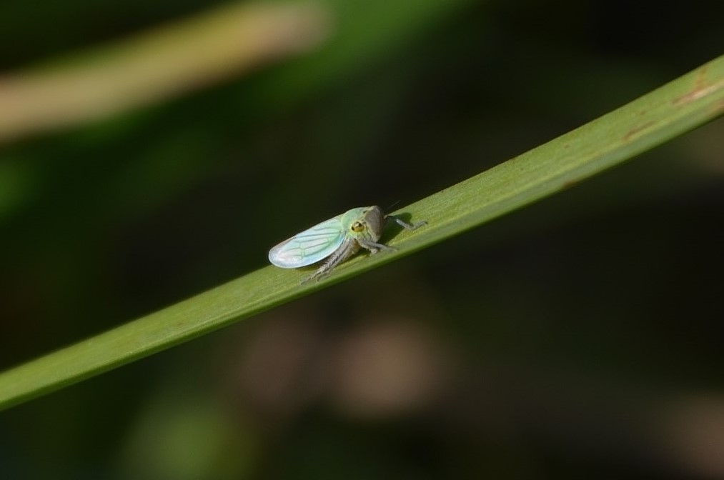 Welk klein beestje is dit ?