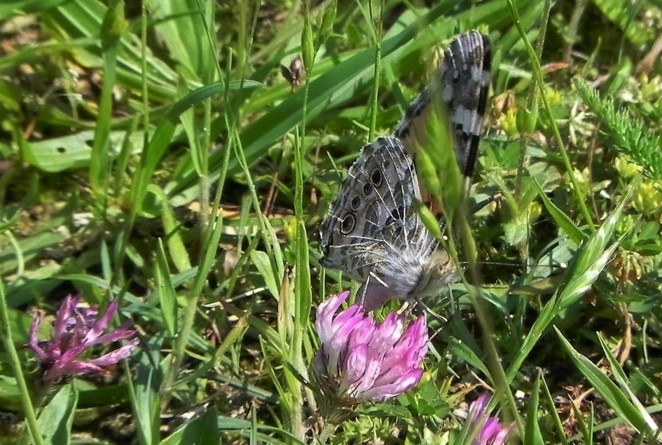 Van welke vlinder is dit de onderkant.