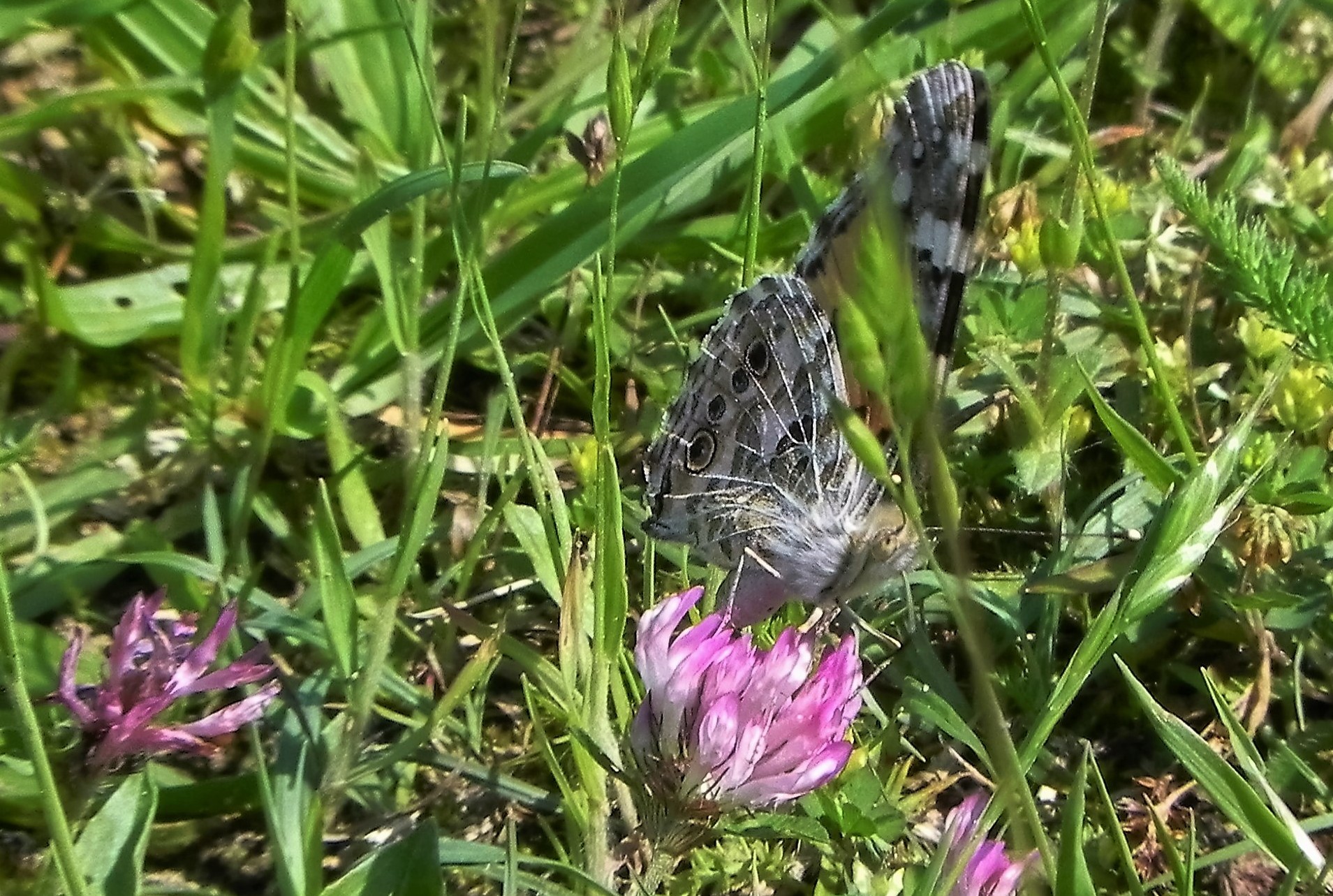 Van welke vlinder is dit de onderkant.