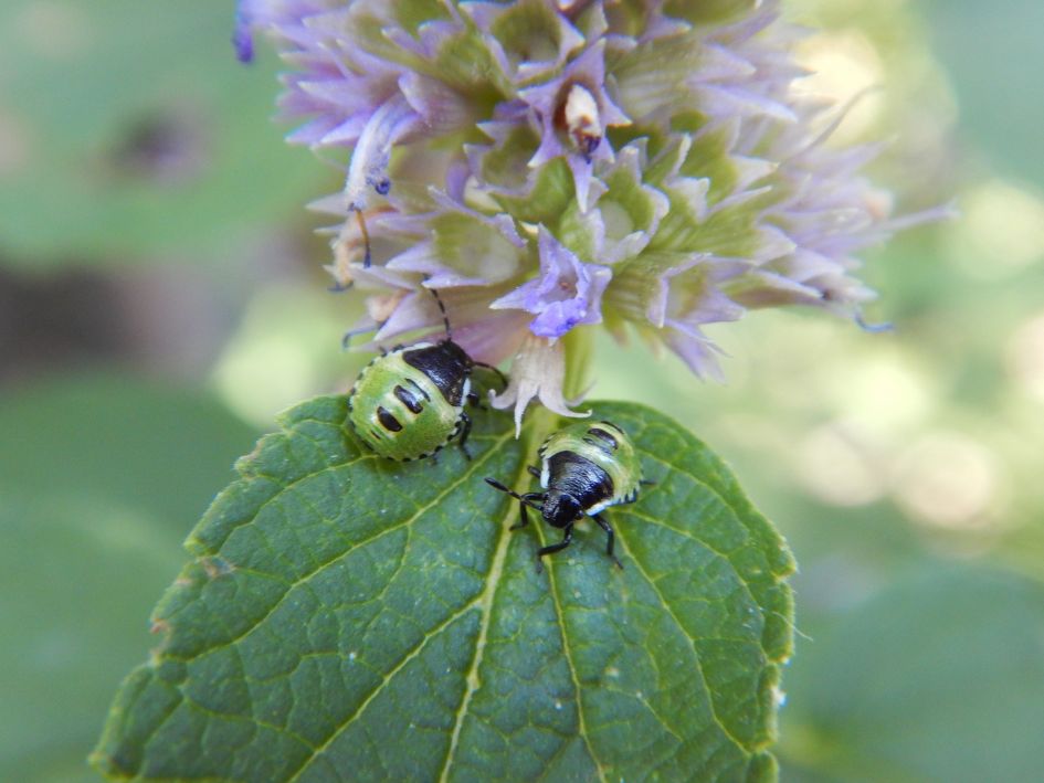 Welk kevertje is dit?