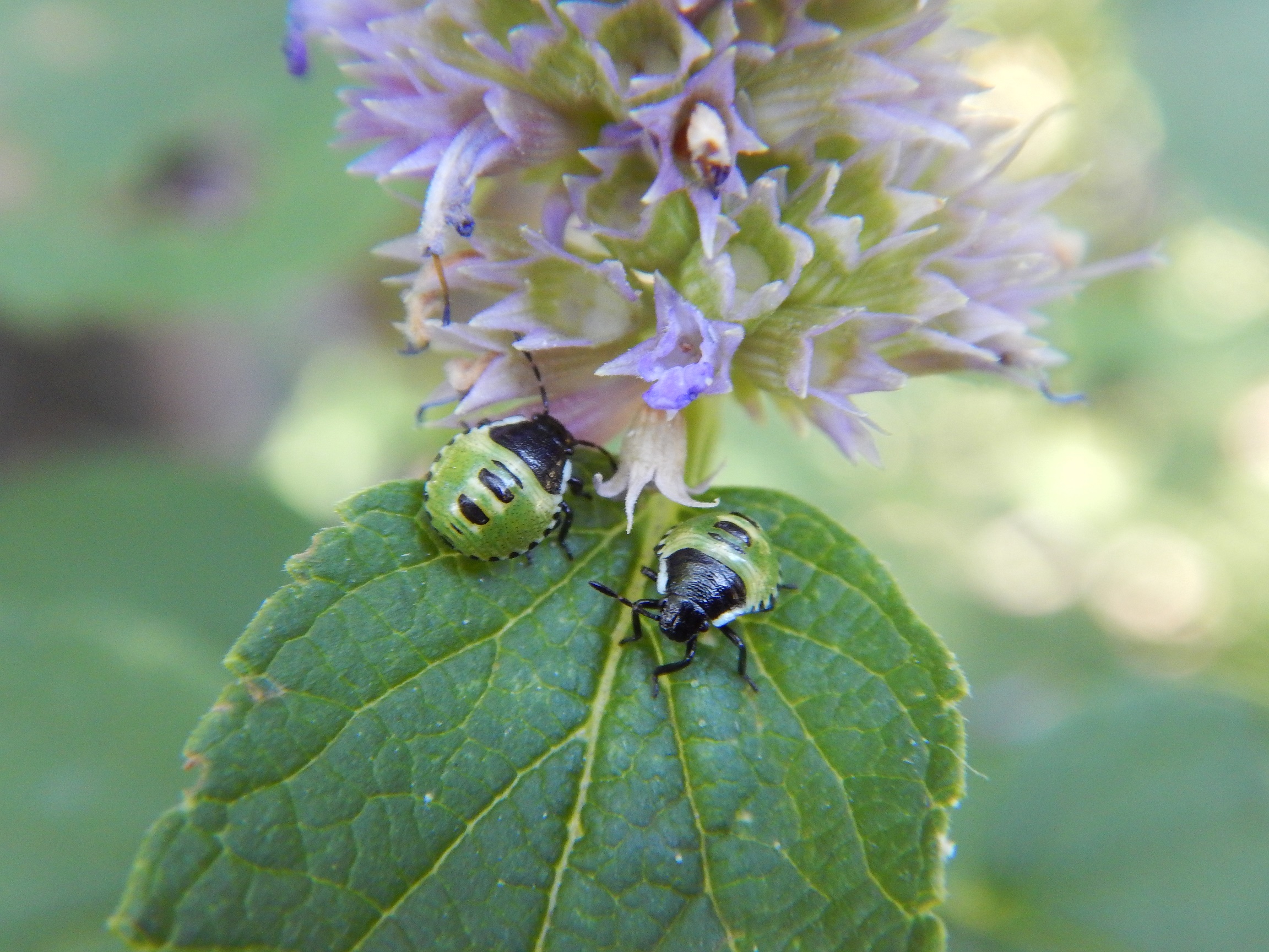 Welk kevertje is dit?