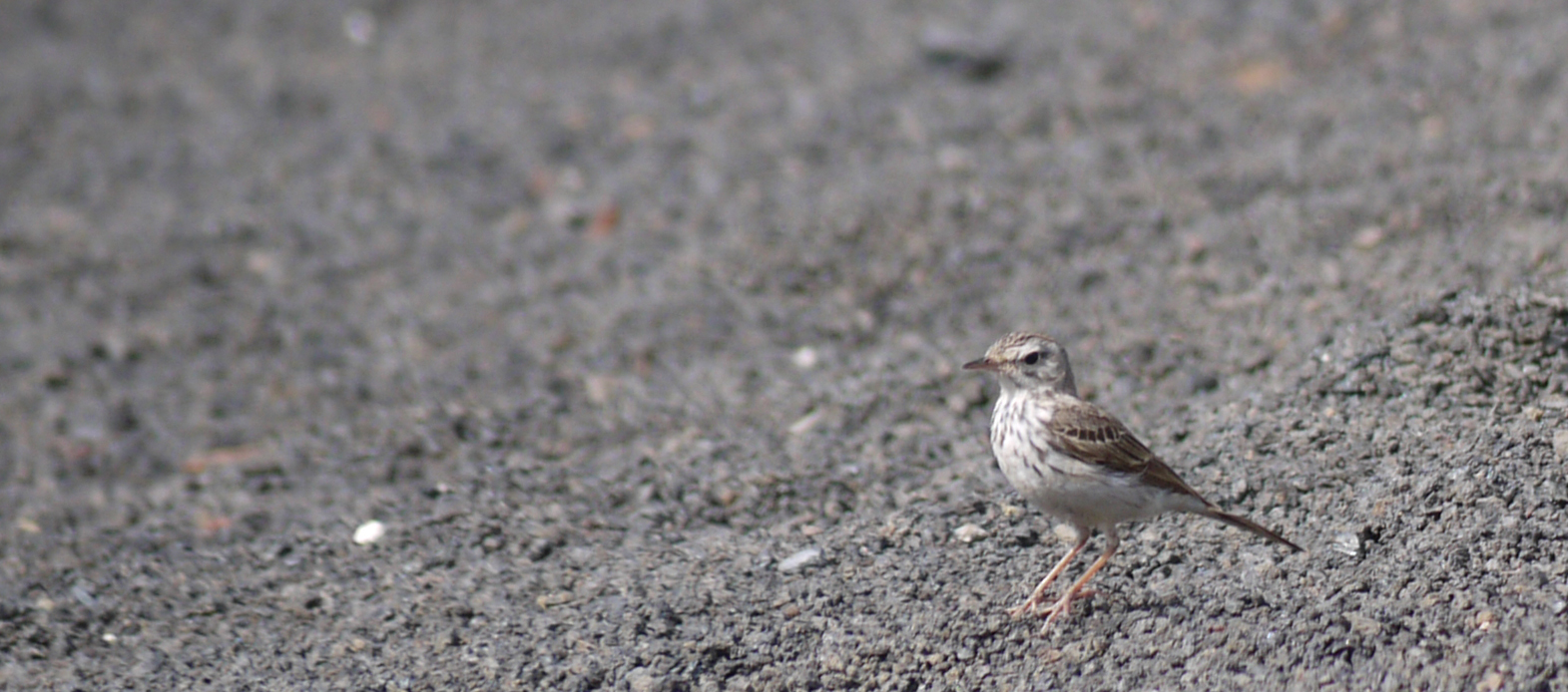 Welk vogeltje is dit?