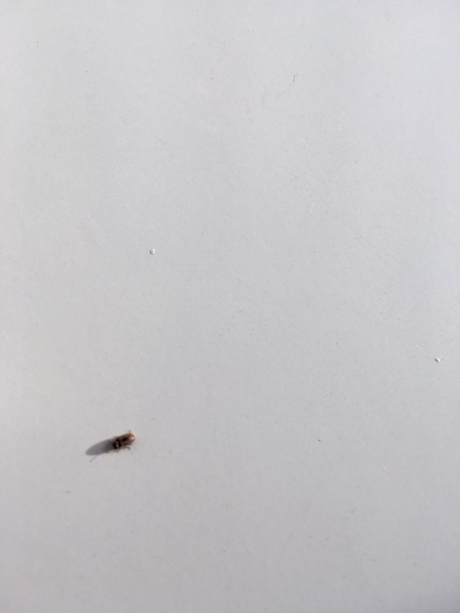 Opeens heel veel beestjes in pas vernieuwde dus schone kamer