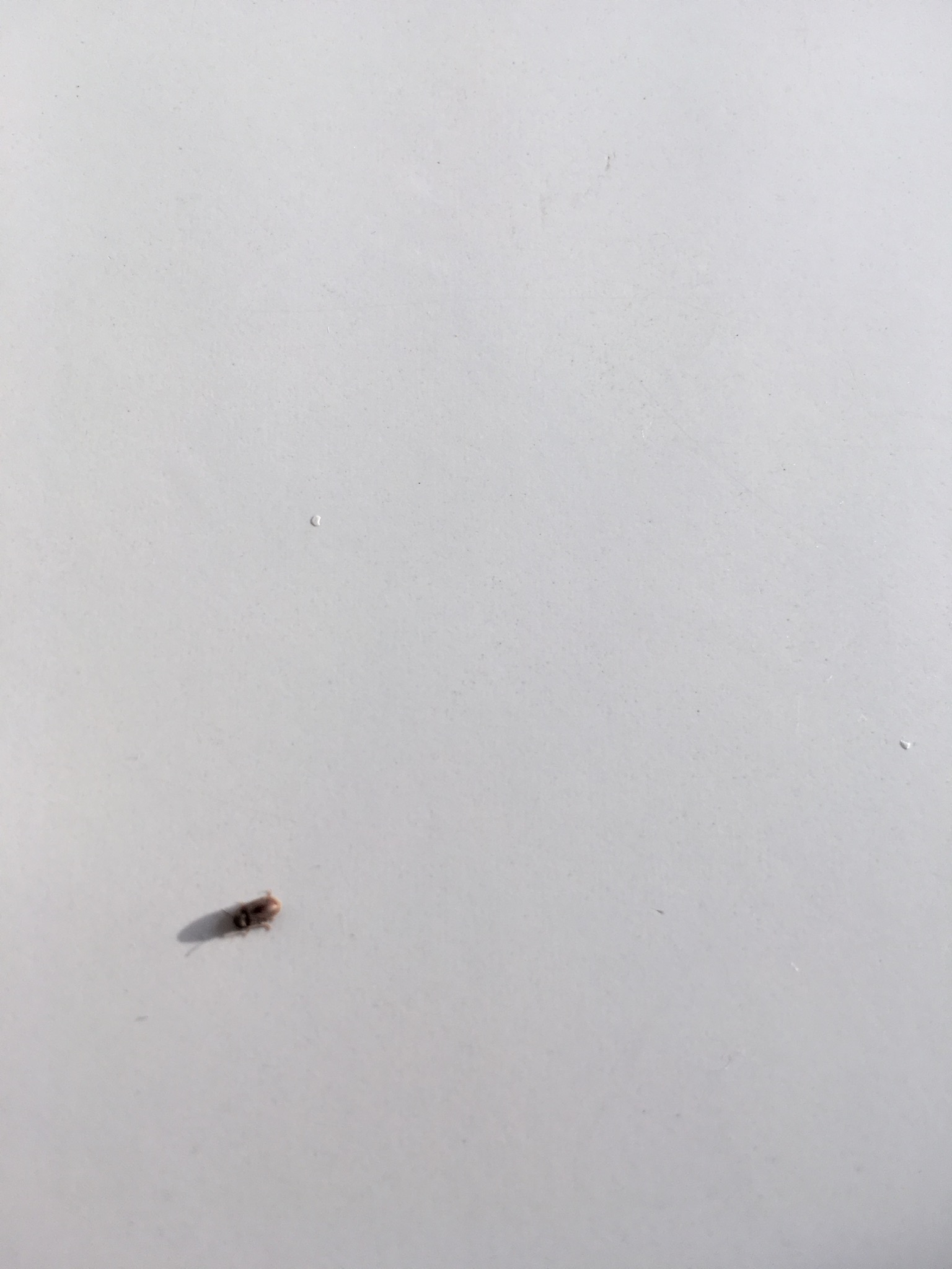 Opeens heel veel beestjes in pas vernieuwde dus schone kamer