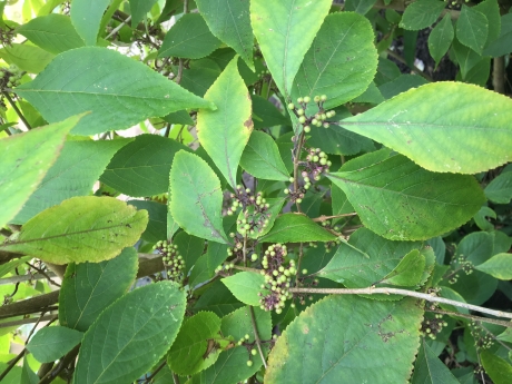 Onbekende plant in de tuin