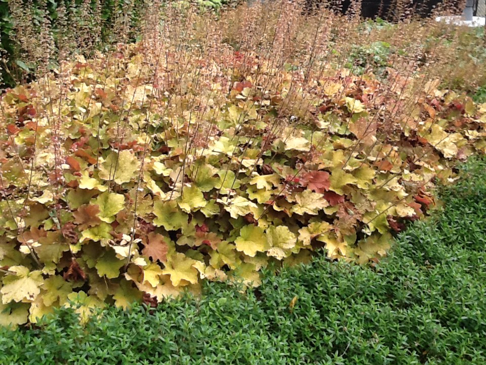 wat is de naam van deze plant?