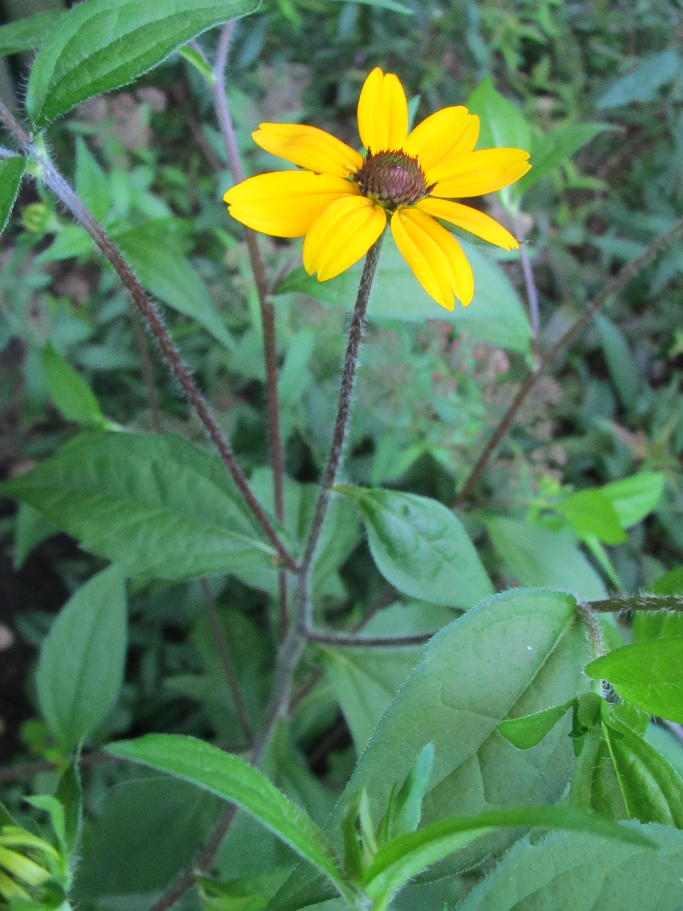 Lijkt op Gele margriet  of arnica