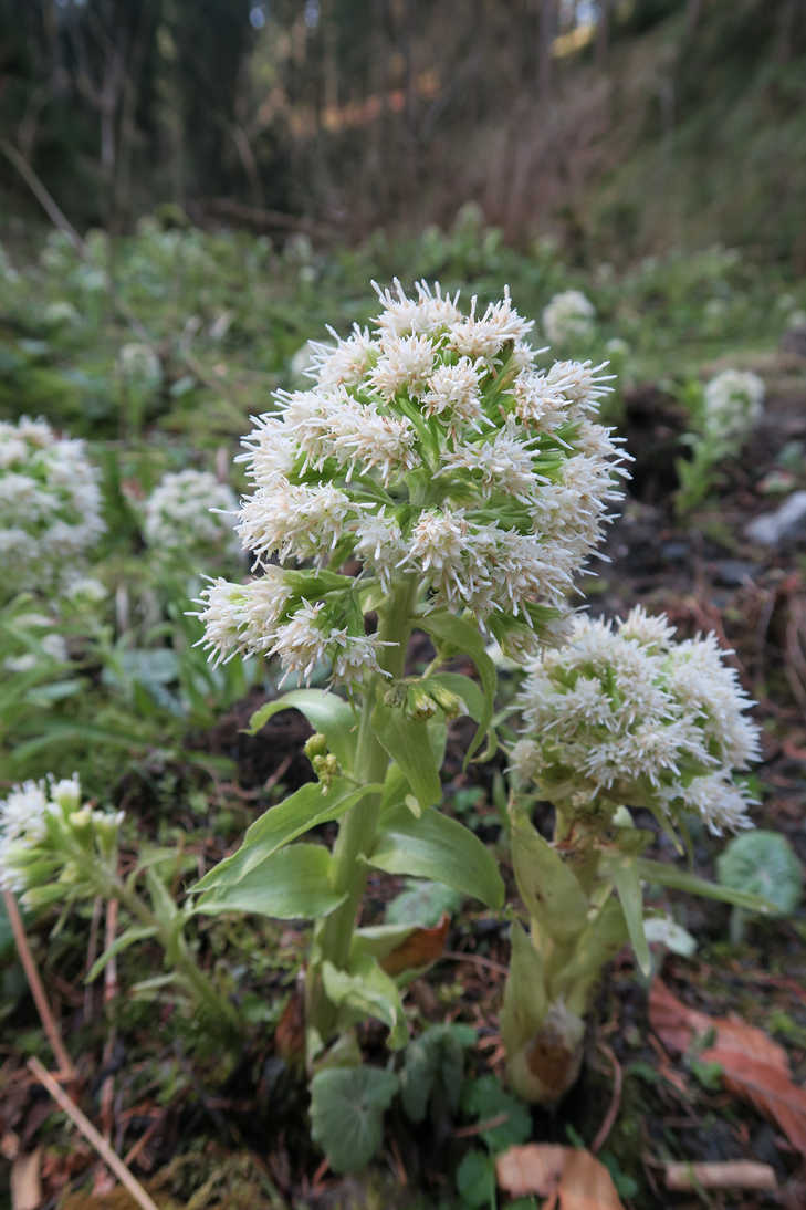 Wie herkent deze plant?