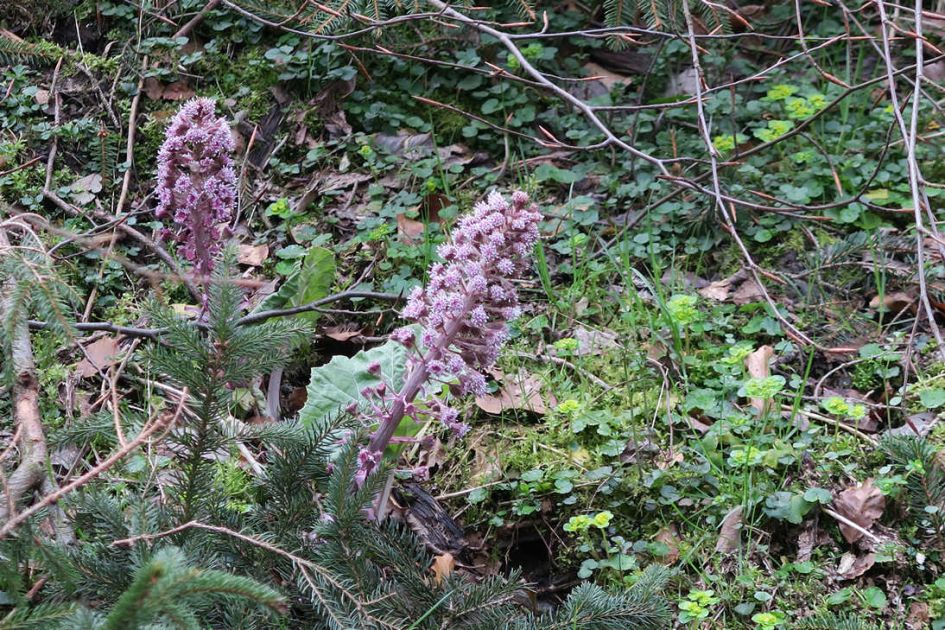 Wie herkent deze andere plant?