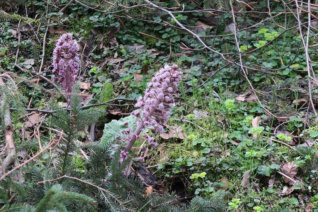 Wie herkent deze andere plant?