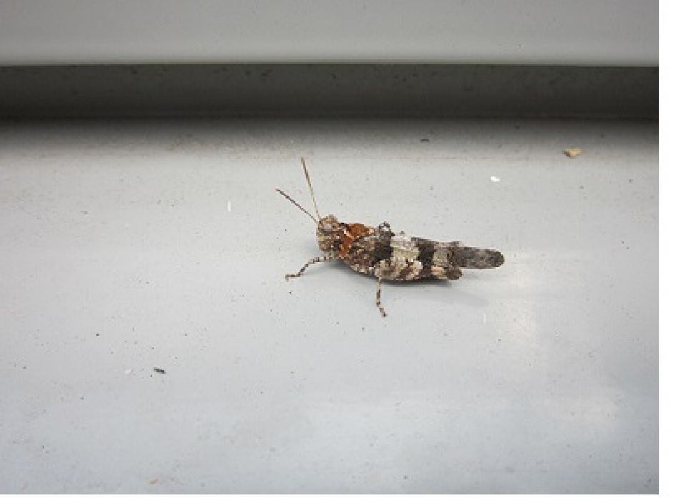 hoe heet deze sprinkhaan