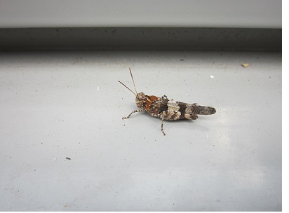 hoe heet deze sprinkhaan