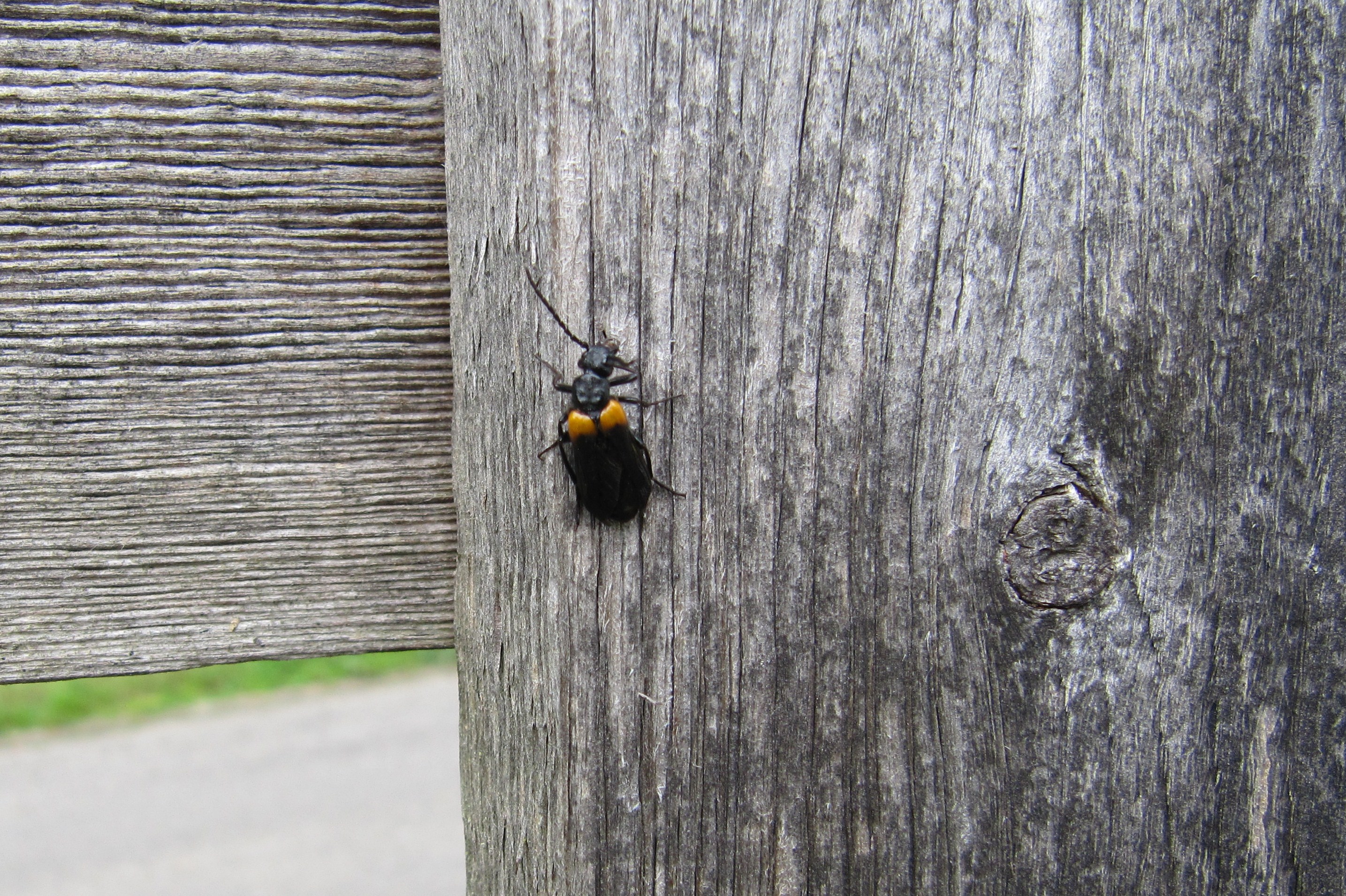 naam gezocht/determinatie