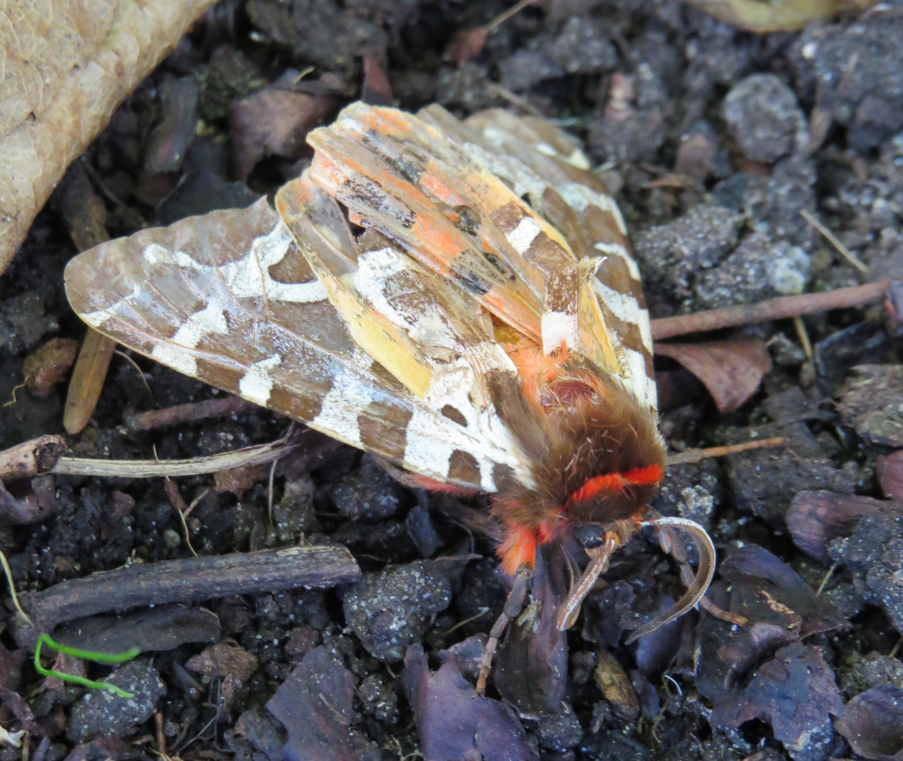 Welke nachtvlinder is dit?