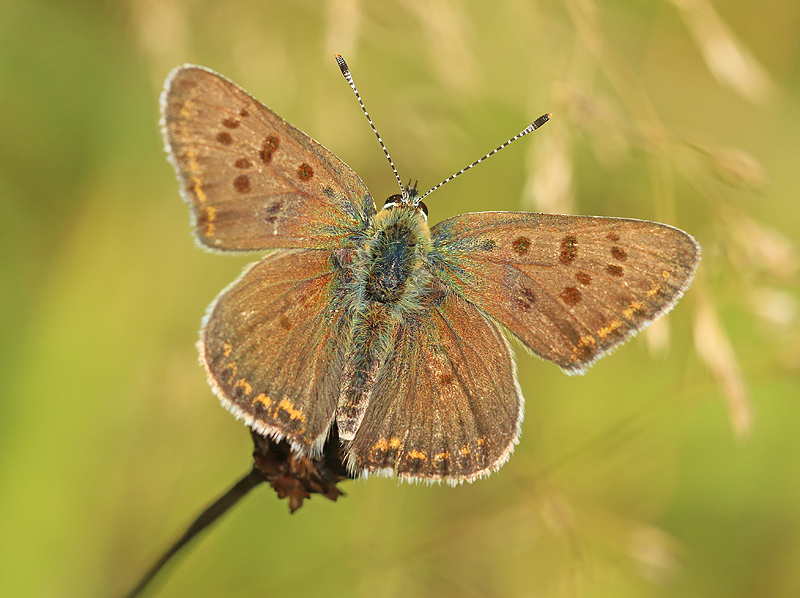 blauwtje of toch bruine vuurvlinder