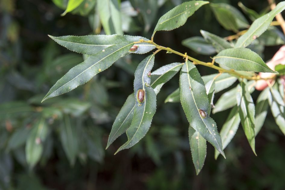 is dit een parasiet?