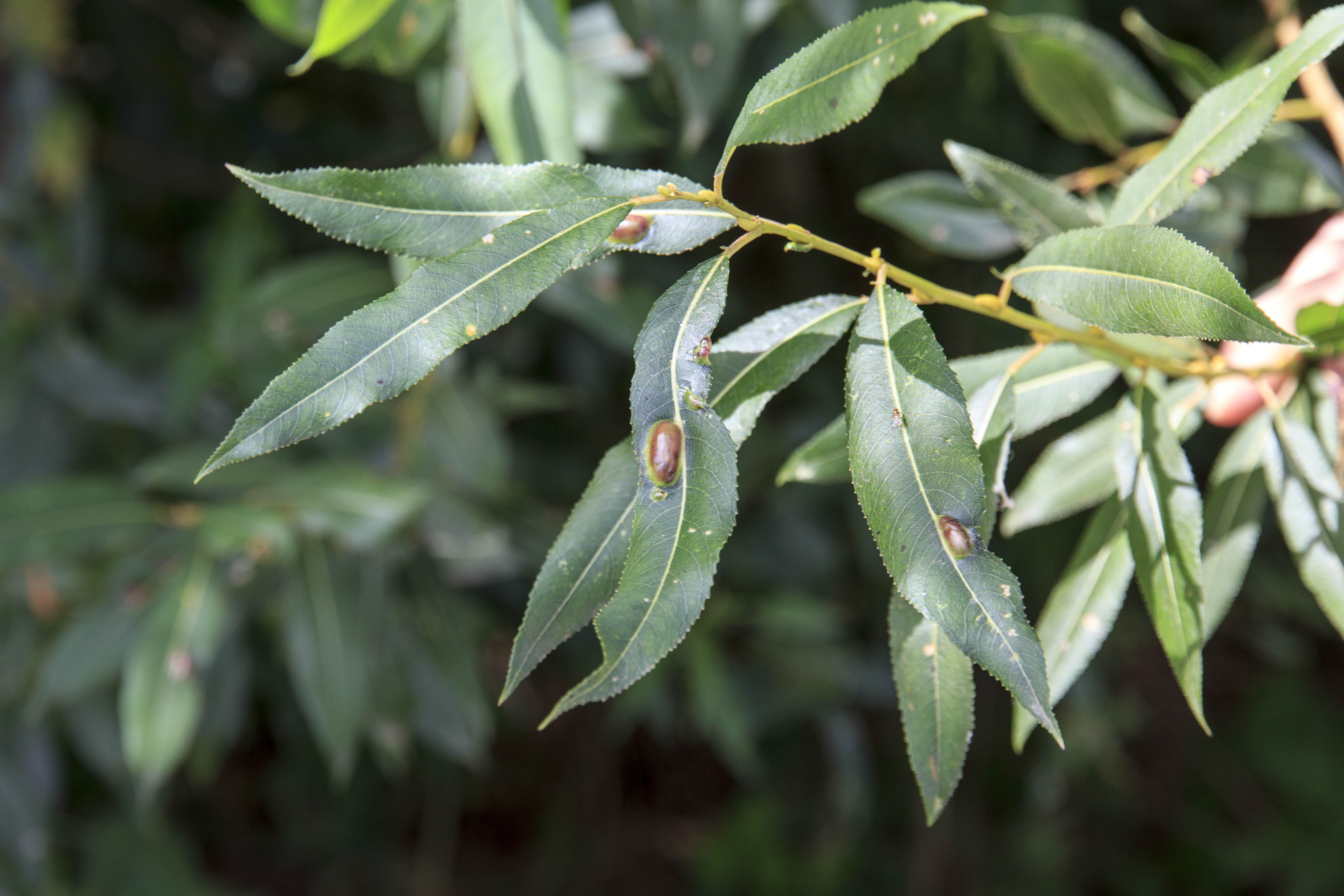 is dit een parasiet?