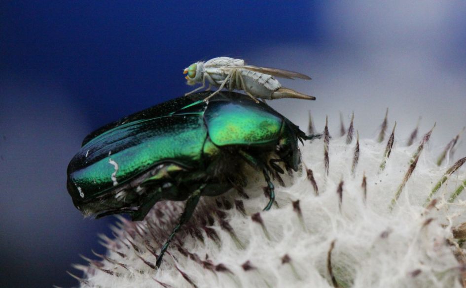 Gouden tor met "lifter".