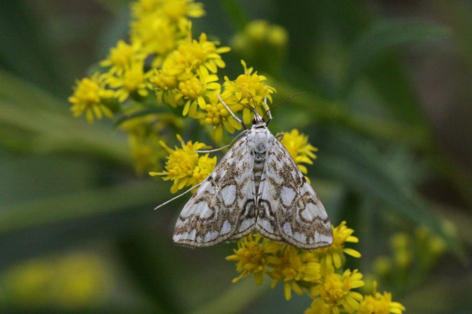Nachtvlinder op late guldenroede.